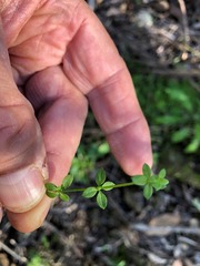 Galium leptogonium