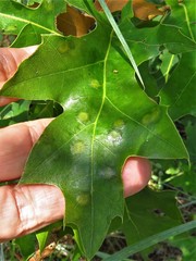 Polystepha quercifolia
