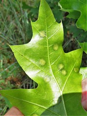Polystepha quercifolia