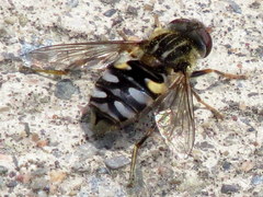 Parhelophilus rex
