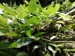 Oxybelis rutherfordi