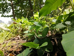 Oxybelis rutherfordi