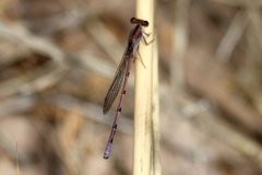 Argia pallens
