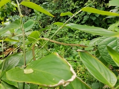 Oxybelis rutherfordi