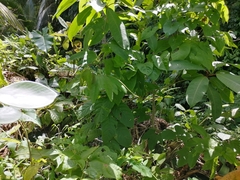 Oxybelis rutherfordi