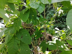 Oxybelis rutherfordi