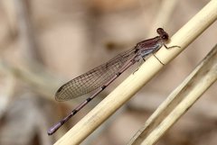 Argia pallens