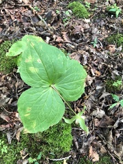Trillium grandiflorum
