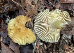 Russula earlei