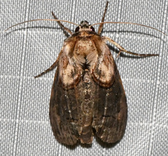 Abrostola ovalis