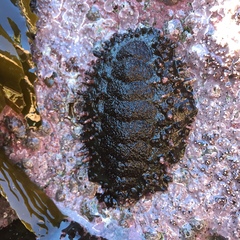 Acanthopleura echinata