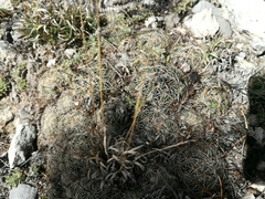 Coryphantha delicata