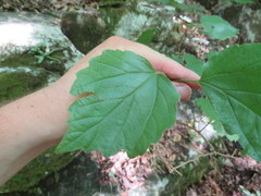 Viburnum bracteatum