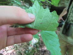 Viburnum bracteatum