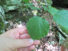 Viburnum bracteatum