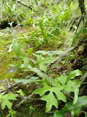 Parasenecio palmatisectus