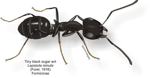 Lepisiota capensis minutaLepisiota capensis minuta