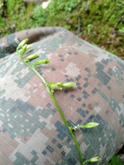 Parasenecio palmatisectus