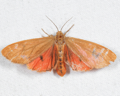 Virbia opella