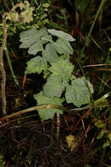 Solanum viarum