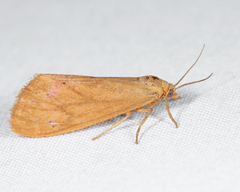 Virbia opella