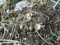 Mammillaria weingartiana