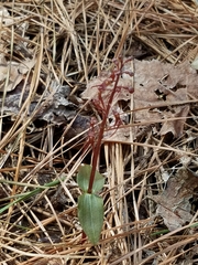 Neottia bifolia