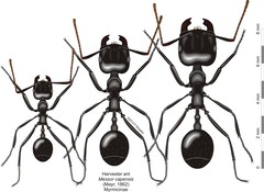 Messor capensis