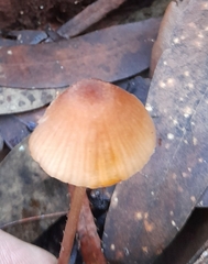 Mycena kuurkacea