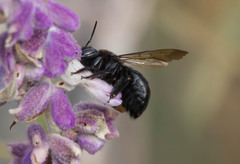 Xylocopa tabaniformis