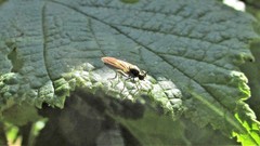 Eudioctria sackeni