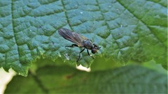 Eudioctria sackeni