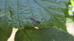 Eudioctria sackeni