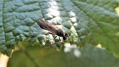 Eudioctria sackeni