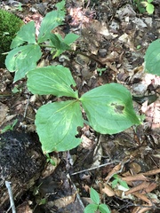 Trillium grandiflorum