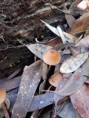 Mycena kuurkacea