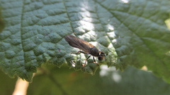 Eudioctria sackeni
