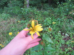 Silphium asperrimum