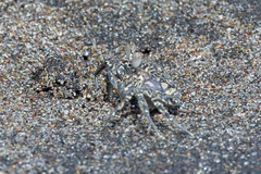 Ocypode gaudichaudii