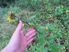 Silphium asperrimum