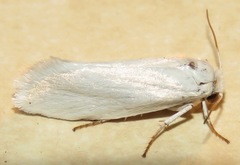 Prodoxus decipiens