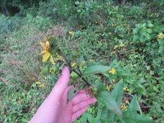 Silphium asperrimum