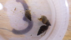 Potamopyrgus antipodarum