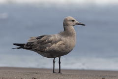 Leucophaeus modestus