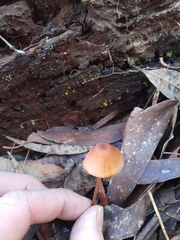 Mycena kuurkacea