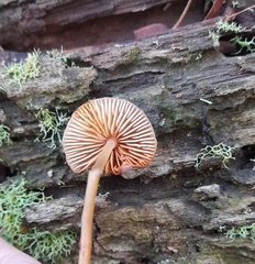 Mycena kuurkacea