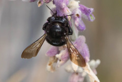 Xylocopa tabaniformis