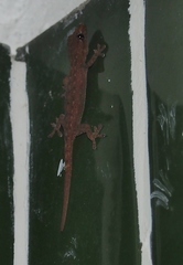 Hemidactylus frenatus