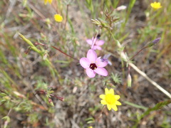 Leptosiphon ambiguus