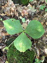 Trillium grandiflorum